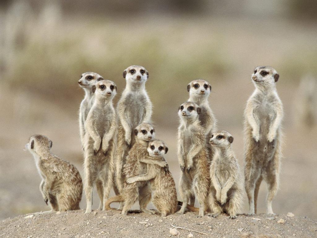 wallpapertip_meerkat-wallpaper_580536.jpg